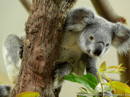 Koalas at Singapore Zoo