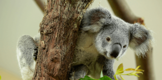 Koalas at Singapore Zoo