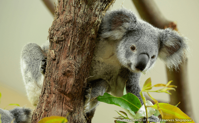 Koalas at Singapore Zoo