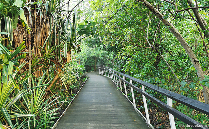 Magical Mangroves Marine March - Boardwalk