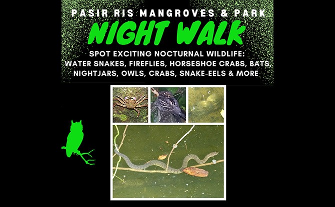 Little Night Outing: Nature Night Walks at Pasir Ris Mangroves