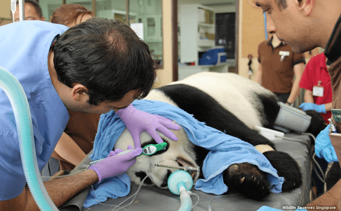 Jia Jia undergoing an eye check by veterinary opthalmologist Dr Rui Oliveira