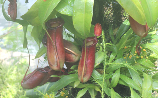 Pitcher Plant