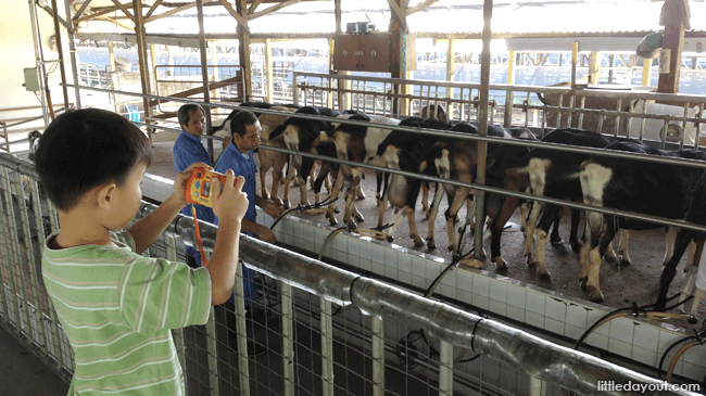 Snapping pictures of Goats at Hay Dairies