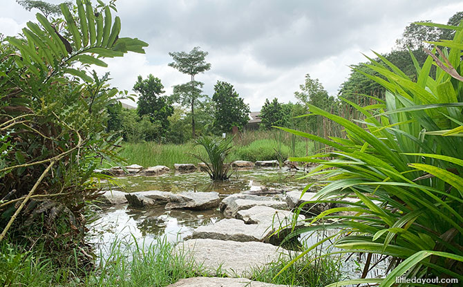 Junior Wetland trail