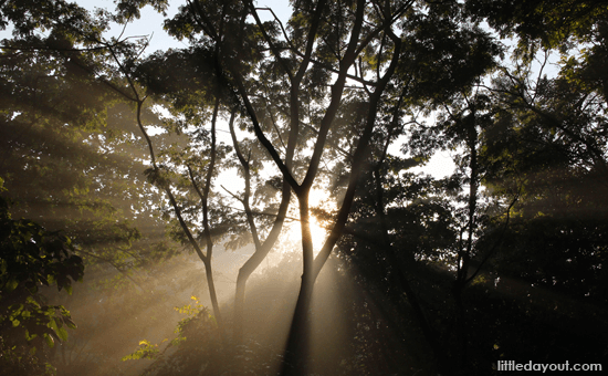 Sunshine Trees