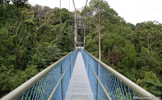 Treetop Walk