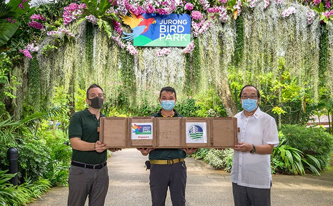 His Excellency Joseph del Mar Yap, Ambassador of the Republic of the Philippines to Singapore (right) receiving the transport crate from Mathias Quek, Junior Animal Care Officer, Jurong Bird Park (centre) and Dr Luis Neves, Director of Zoology, Wildlife Reserves Singapore (left) as a symbolic gesture to mark the official handover of the Luzon bleeding-hearts to the Philippines.