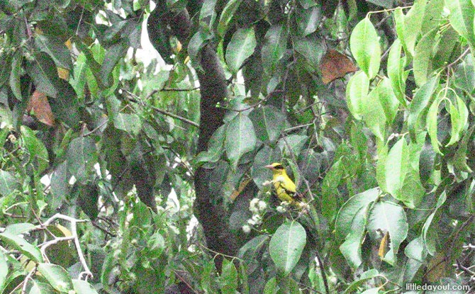 Birds Sighted At Pasir Ris Bird Watching Tower