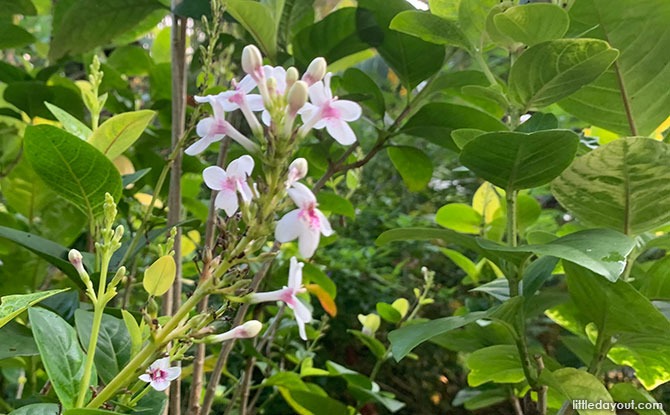 Flowers at Bukit Panjang Butterfly Garden