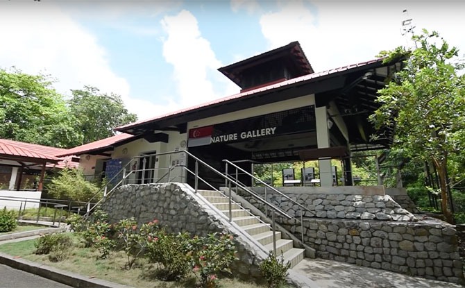 Chek Jawa Virtual Tour, Including A Visit To Off-Limits Bat House 1 Chek Jawa virtual tour