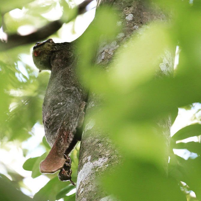 Photo Record Of Wild Colugo Giving Birth at Singapore Zoo's Grounds