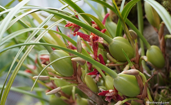 Coconut Orchids