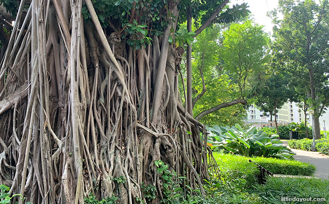 Indian Rubber Heritage Tree