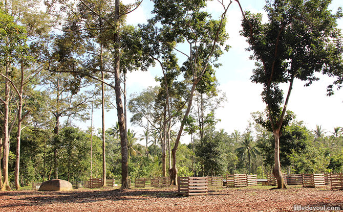 Ubin Fruit Orchard