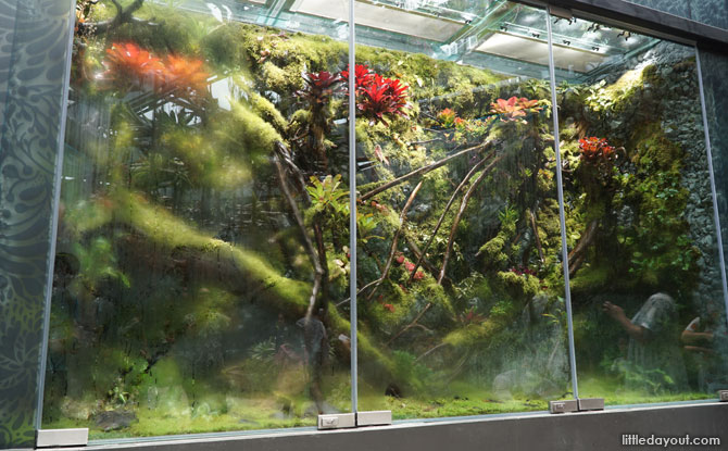 Poison dart frog vivarium at Floral Fantasy, Gardens by the Bay