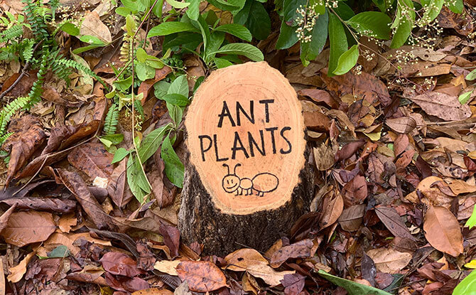 Ant Plants