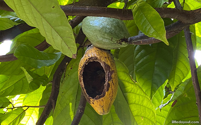 Cacao-Fruit