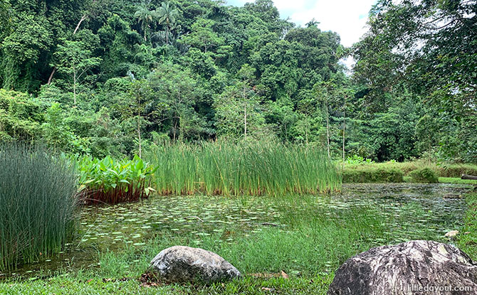 Dragonfly Pond, Labrador Nature Reserve