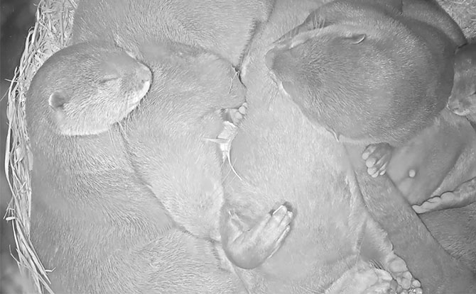 Melbourne Zoo baby otter live cam