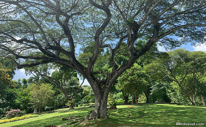 Easy MacRitchie Walk: Around the Reservoir Park