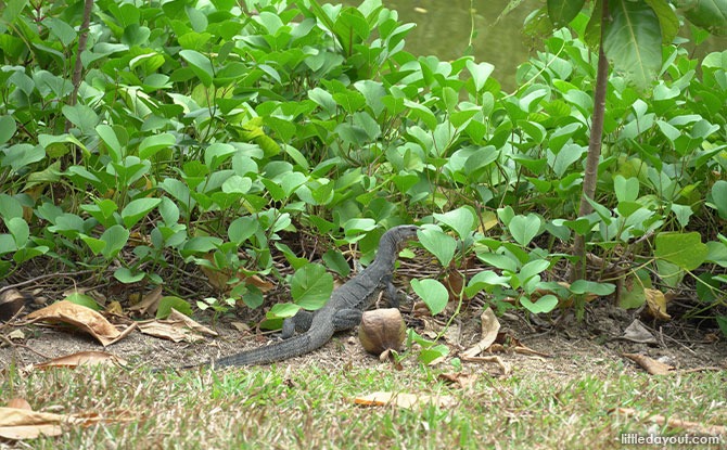 water monitor