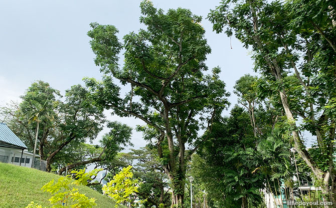 Yellow Flame Heritage Tree