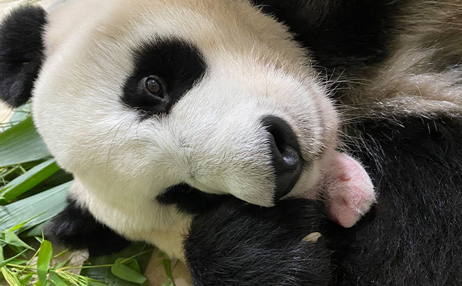 Milestones of the Baby Panda