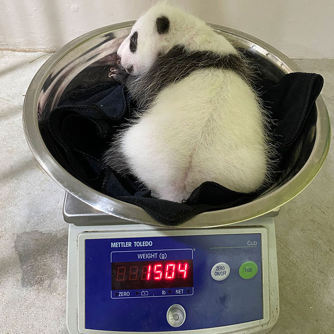 Baby Panda Weigh-In