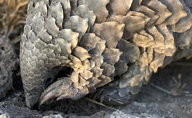 The Endangered Pangolin