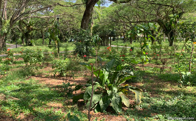 Pasir Ris Park Butterfly Garden