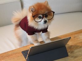 #PetExpoConnect: A Digital Experience For the Pet-Lovers Community