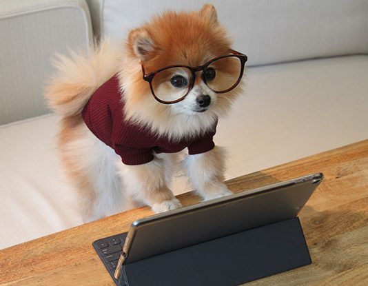 #PetExpoConnect: A Digital Experience For the Pet-Lovers Community