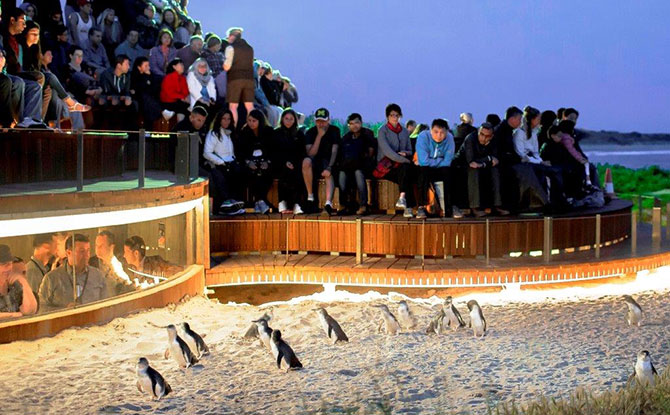 Watch Melbourne's Phillip Island Penguin Parade Live Stream From Home