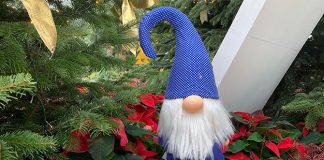 02-poinsettia-wishes-2019