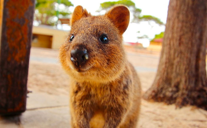 8 Jokes And Puns About Quokkas