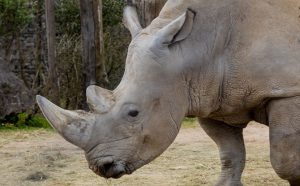 world-rhino-day