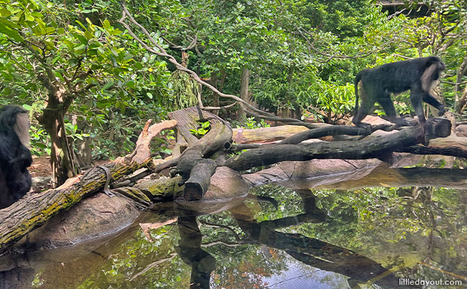 Lion-Tailed Macaque