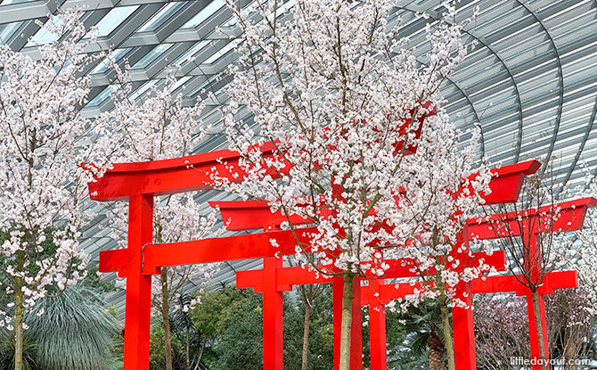 Sakura Matsuri 2020 At Gardens By The Bay: Pink Blossoms & The Peach Boy