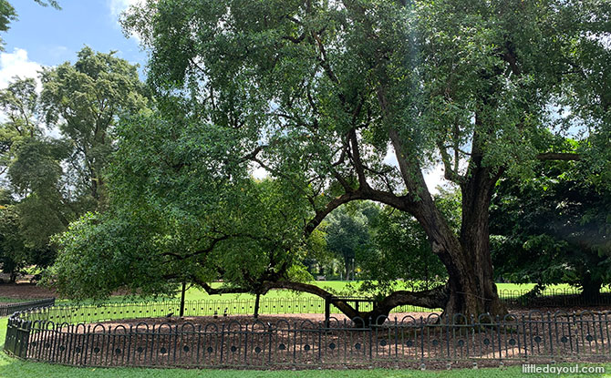 Tembusu on the $5 note, Singapore Botanic Gardens