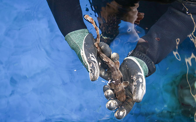 S.E.A. Aquarium - A baby epaulette shark