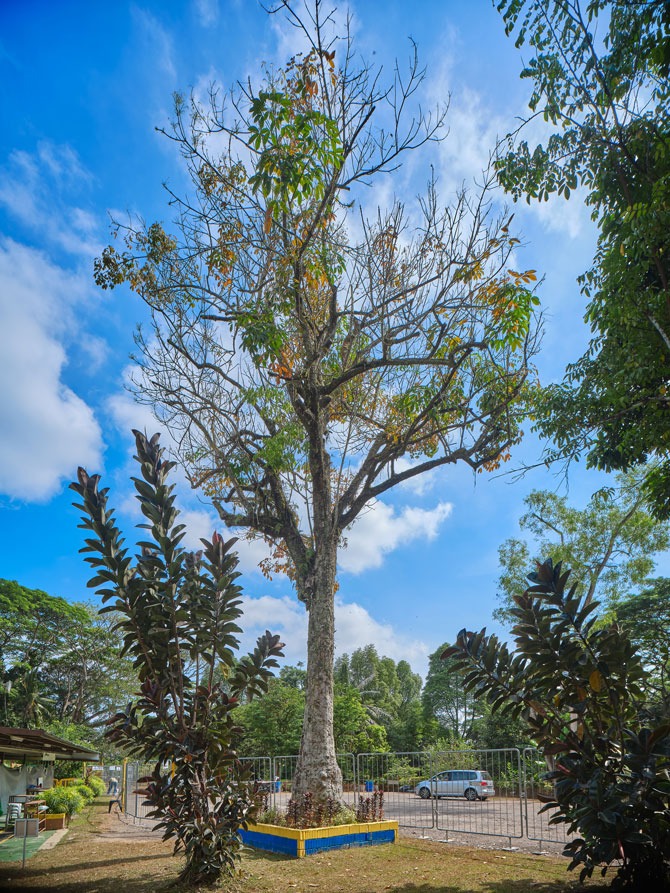 The famous rubber tree on the grounds of Masjid Petempatan Melayu Sembawang