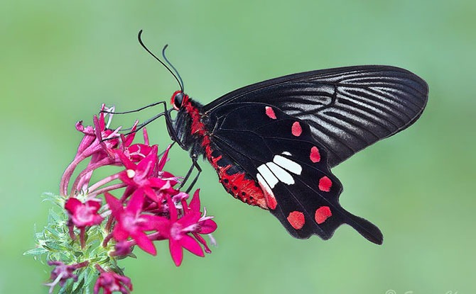 National Butterfly – The Common Rose