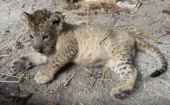 Lion Conceived by Artificial Insemination