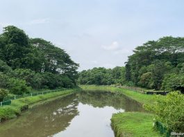 Springleaf Nature Park: 5 Things You May Not Know About This Sungei Seletar Park