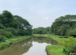 Springleaf Nature Park: 5 Things You May Not Know About This Sungei Seletar Park Springleaf Nature Park: 5 Things You May Not Know About This Sungei Seletar Park
