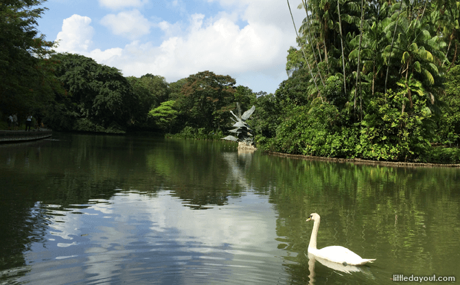 Kid-Friendly Guide to Singapore Botanic Gardens 7 Swan Lake