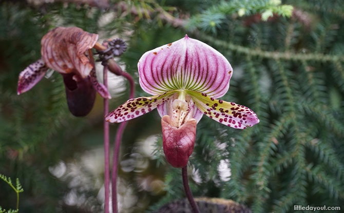 Paphiopedilum Lady’s Slipper Orchid