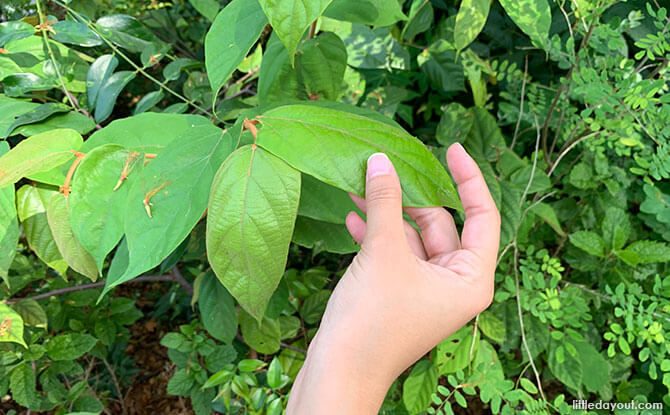 Enjoying nature at the therapeutic garden at Telok Blangah Hill Park