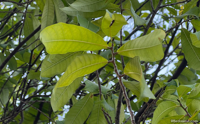 How to spot a Tempinis Tree